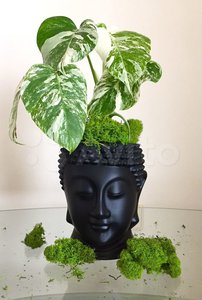 Монстера вариегатная (с белыми/розовыми прожилками)