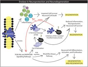Okadaic acid Antibody