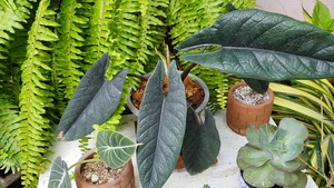 Alocasia scalprum