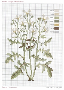 DMC Herbarium Roquette