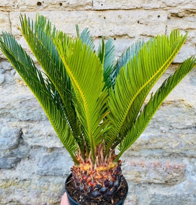 Cycas Revoluta