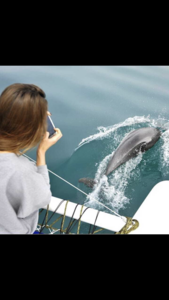 Прогулка на катере с дельфинами