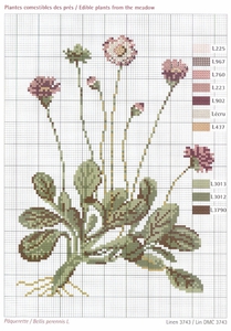 DMC Herbarium Paquerette