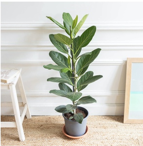 Ficus Audrey