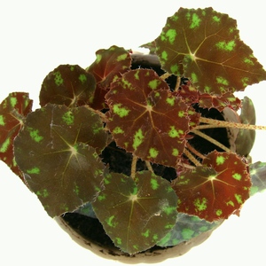 Begonia bowerae