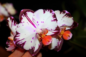 Орхидея похожей расцветки