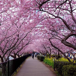 Погулять там, где цветет сакура