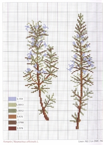 DMC Herbarium Romarine