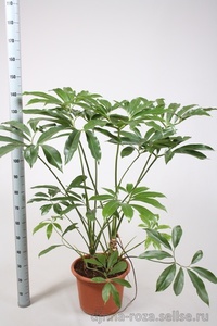 Philodendron Goeldii Fun Bun