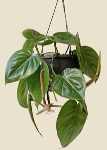 Philodendron hederaceum