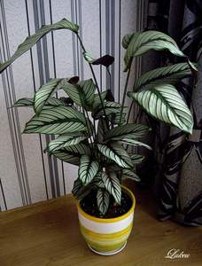 Калатея Маджестика Вайт Стар (Calathea Majestica White Star) или Калатея Величественная