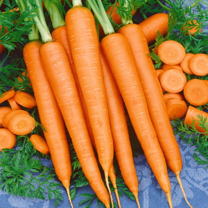 3 дня на морковке