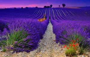 Lavender field sunrise