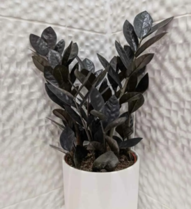 Замиокулькас Black Raven