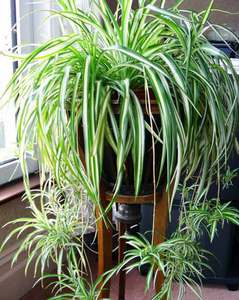 Хлорофитум хохлатый (Chlorophytum comosum)