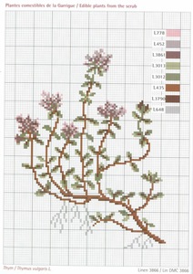 DMC Herbarium Thym