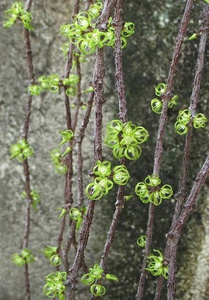 Cynanchum marnierianum (Цинанхум марнье)