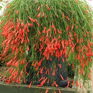 Russelia equisetiformis-Русселия хвощевидная (коралловый папоротник)