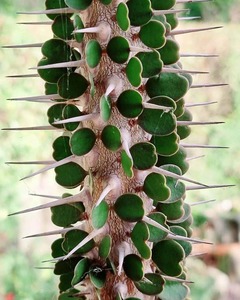 Alluaudia Ascendens (Fantsiolotse)