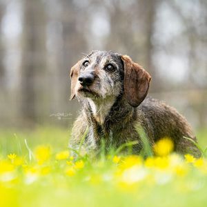 завести собаку