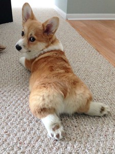 Коржинка