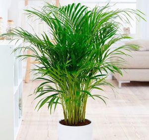 Пальма Арека (Areca Palm)