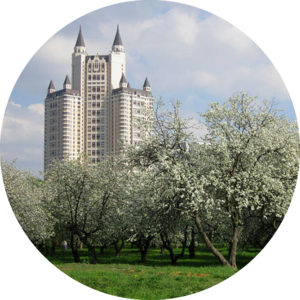 Яблоневый сад на Кутузовском проспекте