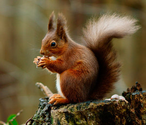 Feeding squirrel