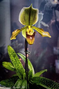 Орхидея Пафиопедилум (Венерин Башмачок)