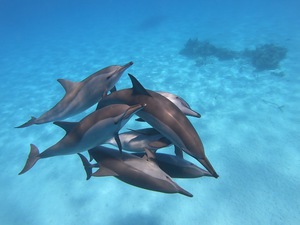 Freediving with dolphins