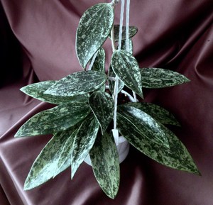 Hoya Rangsan