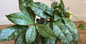Hoya Crassipetiolata splash form Vietnam