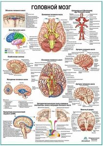 Плакат с мозгом