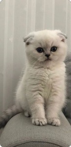 шатладская веслоухая кошка