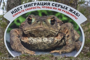 Поволонтерить на миграции жаб