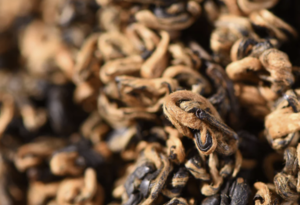 Yunnan "Black Gold Bi Luo Chun" Black Tea