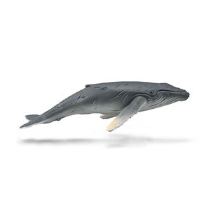 buckelwalkalb