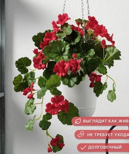 Вот ещё такое растение