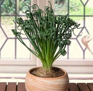 Альбука спиральная (Albuca spiralis)