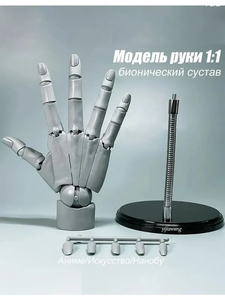 Модель руки 1:1, правая рука