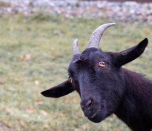 Чтобы выплатили увольнительные