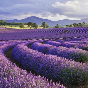 lavender fields