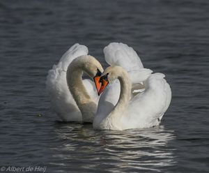 Аристократический курс