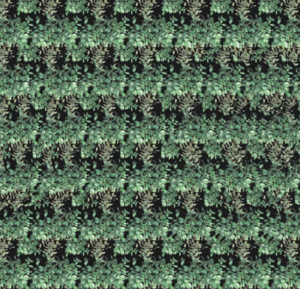 Стереограммы