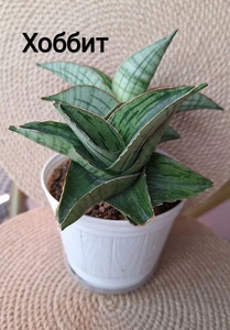 Сансевиерия Хоббит