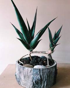 Сансевиерия Пингвикула