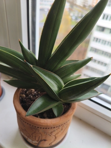 Сансевиерия Алмонд Жаде или Алмонд Сильвер