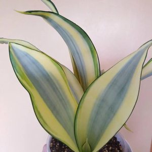 Сансевиерия Сплеш