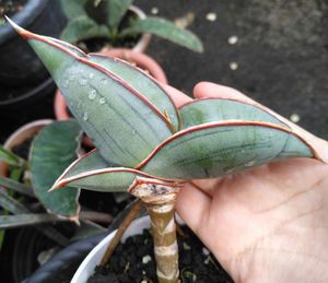 Сансевиерия Банана