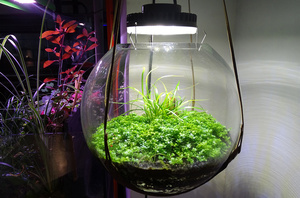 Светильник для флорариума